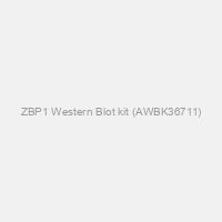 ZBP1 Western Blot kit (AWBK36711)